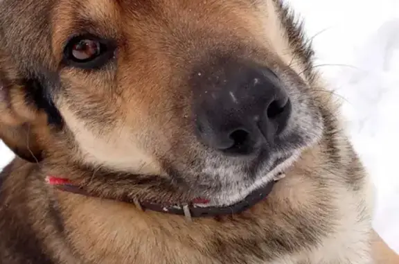 Пропала собака Риччи в Истринском районе МО