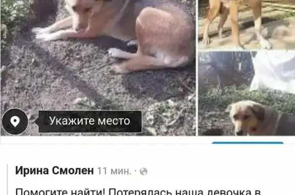 Пропала собака в Подольске, проезд Авиаторов, 1