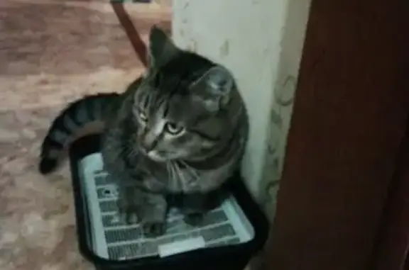 Найден упитанный кот с ошейником на Новобайдаевской ул.