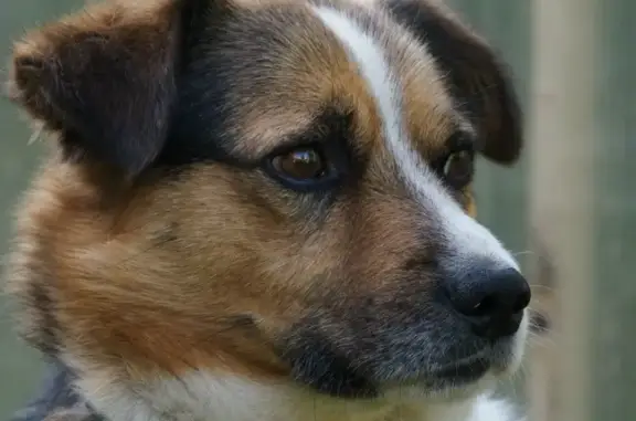 Пропала собака Бим на ул. Беломорской в Казани