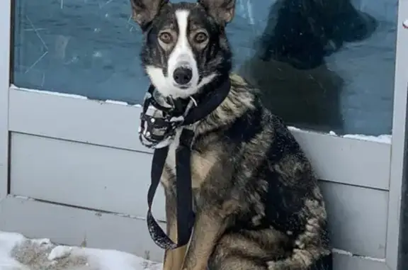 Собака найдена возле мотомира в Казани