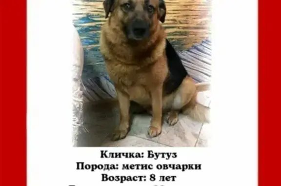 Пропала собака Бутуз на ул. Гоголя