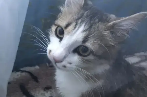 Найдена кошка на улице Генерала Штеменко, Волгоград