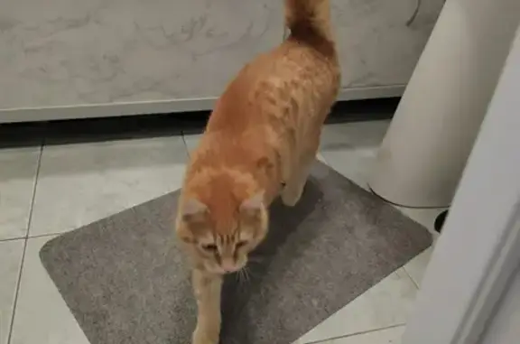 Найден рыжий котик на Энгельса, 44, Челябинск