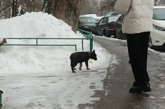 Найдена собака на ул. Шипиловская, 64 к1, Москва
