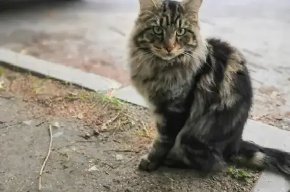 Пропала кошка Кеша на ул. Мира, 81А (Ханты-Мансийск)