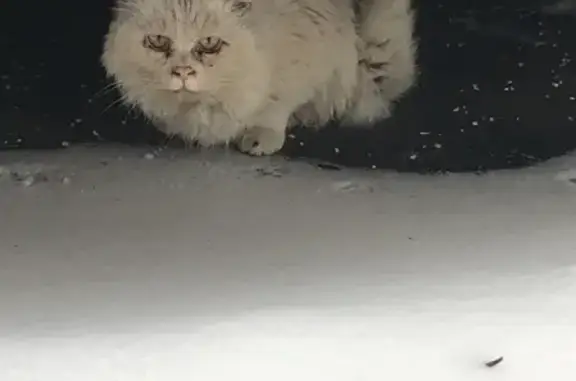 Найдена кошка на улице Матросская Тишина, 16, Москва