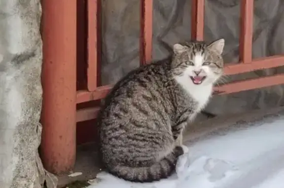Кот с бельмом и деформированным ухом на Городецкой улице