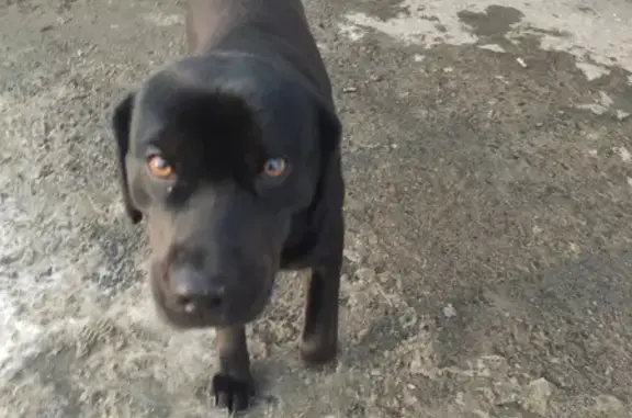 Найден щенок на остановке Северо-Западная, ул. Юрина, Барнаул