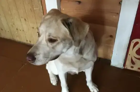 Пропала собака Лабрадор в Московской области
