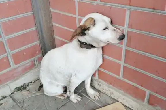 Найдена собака на улице Перова, возле шашлычной
