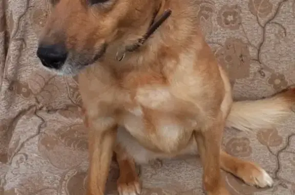 Пропала собака Рыжик в Мурманске, вознаграждение