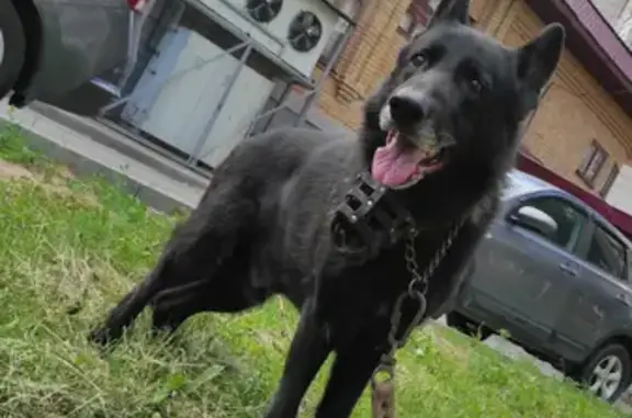 Пропала собака Барон на пр. Победы, 124 в Казани