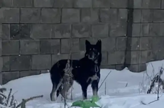 Собака в стрессе с ошейником в Московской области