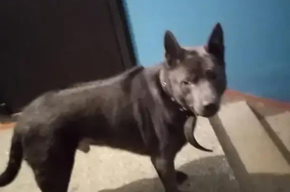 Найден серый пес на ул. Крылова, Абакан