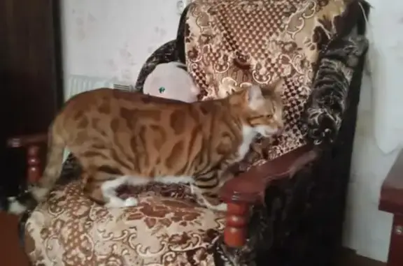 Найдена кошка в Одинцовском районе, ищем хозяина!