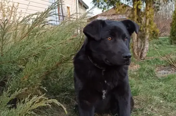 Пропала собака Блэк в Домодедовском районе, Московская область