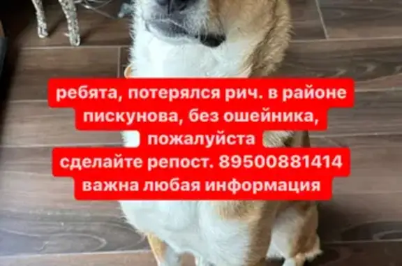 Пропала собака Рыжий на улице Пискунова, Иркутск