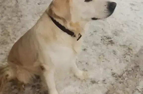 Найдена собака на Велижской, Иваново