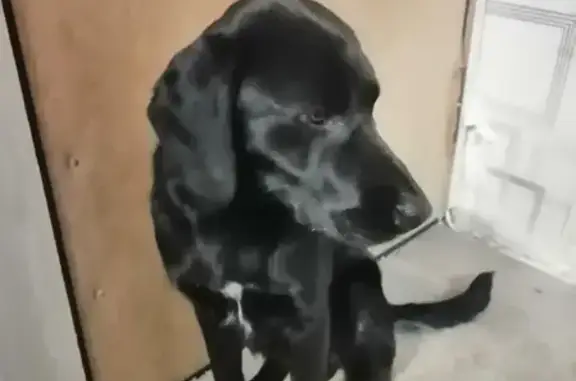 Собака Лабрадор метис найдена на мосту Дружбы, Орёл.