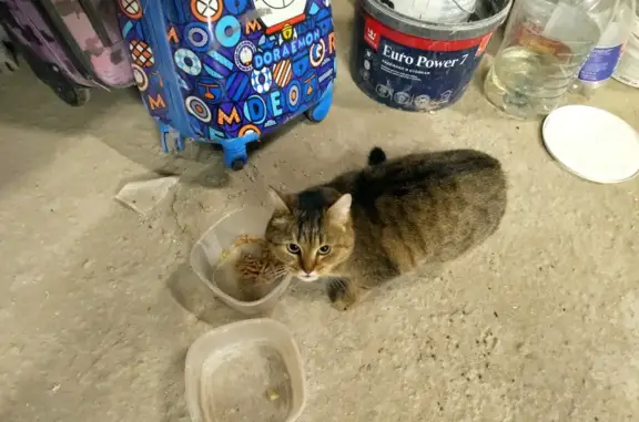 Кошка найдена: ул. Родионова, 17.