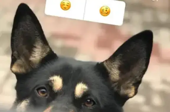 Потерянные животные Ростов-на-Дону, фото: Пропала собака Эльза на 2-й линии, Ростов-на-Дону