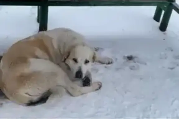 Найдена молодая собака на Красноармейском шоссе, Пушкино