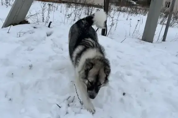 Собаки потеряшки, Санкт-Петербург, фото: Потеряшка собака Руди на Полевой улице
