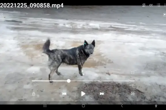 Пропала собака Голубичка в Ленино, Липецкий район