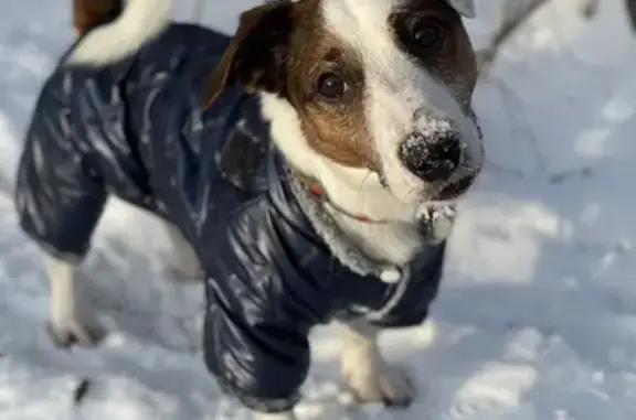 Пропала собака Джек Рассел терьер на улице Оптиков, СПб