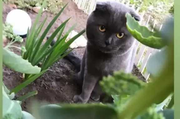 Пропала кошка в д. Шиколово, МО: Кузя, серый вислоухий кот, нужна помощь!