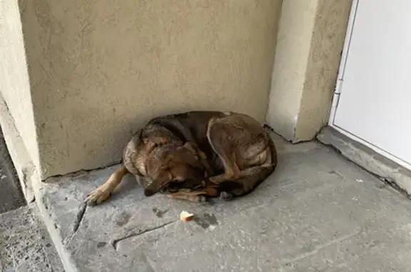 Потерянная собака на Российской, 75 в Челябинске
