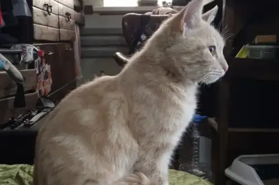 Найден кремовый котик метис шотландец на ул. Щербакова 61