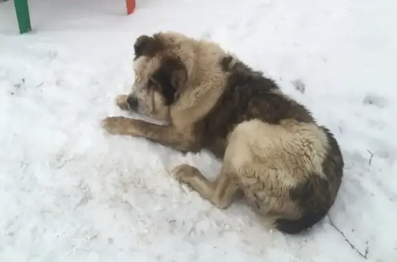 Собака Алабай найдена в Павлово, Тульская область