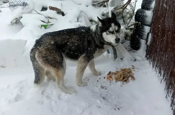 Найдена собака, Ростов-на-Дону, фото: Найден хаски в районе СНТ Победа, Ростов-на-Дону