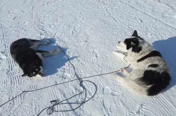 Найдена собака в Белокурихе, Алтайский край.