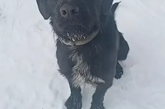 Собака найдена в Нижней Туре, Свердловская область