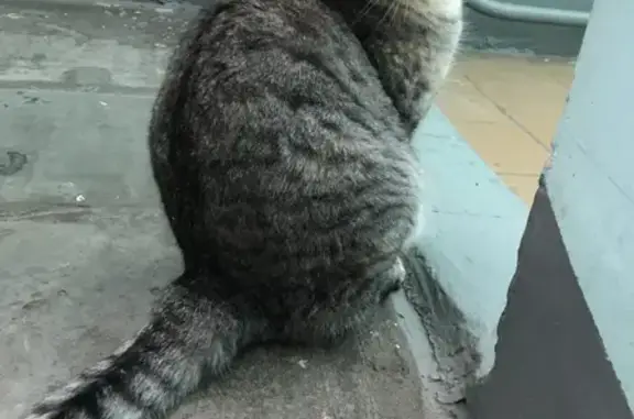 Найдена кошка на Майском пр-д, Тольятти