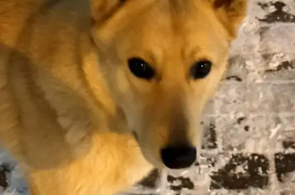 Найдена собака на Красноармейской улице