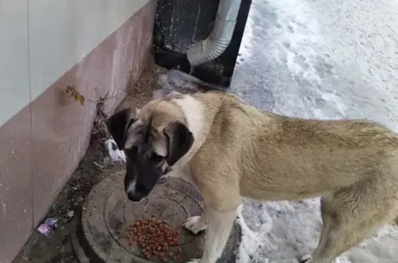 Найдена собака на Боевой улице, Астрахань