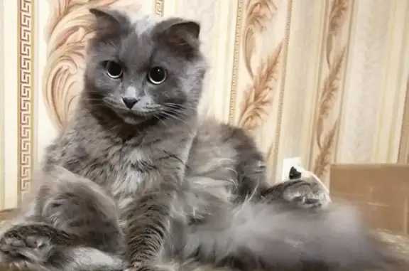 Потерянные животные Воронеж, фото: Пропала кошка Юся, ул. Героев-Сибиряков 59, Воронеж