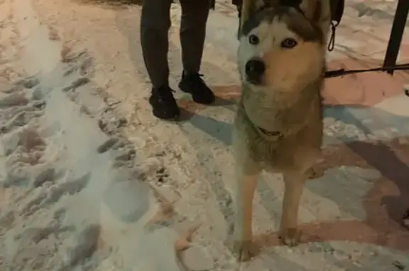 Найдена собака на Шилкинской улице, Астрахань