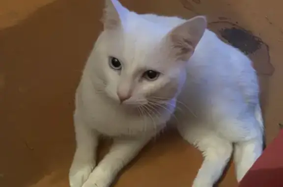 Найден белый котик с разными глазами на ул. Огарева, Калининград