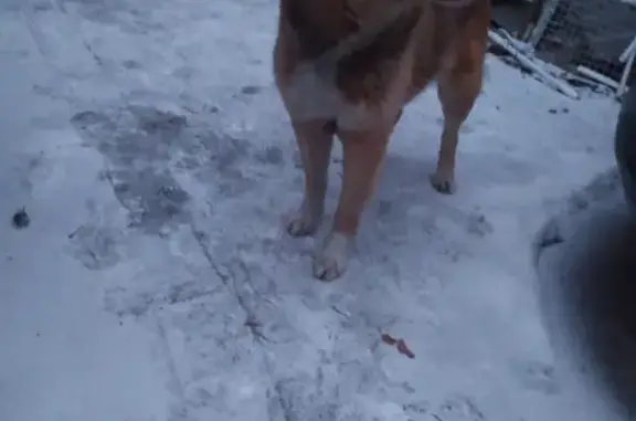 Пропала собака в Екатеринбурге: Кавказско-немецкая овчарка с рыжим окрасом и белым воротничком