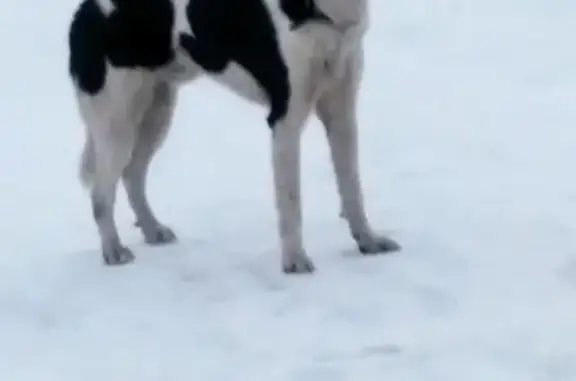 Найдена породистая собака на Институтской, Тимирязевское