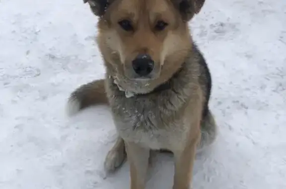 Собака найдена в Абрамцево, Московская область