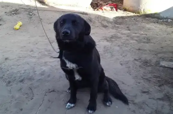 Пропала собака Соня на ул. Ульянова, Сергач