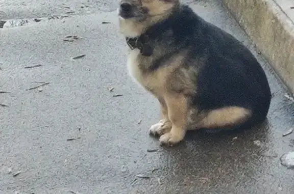 Собака найдена на Комсомольской улице, 127 в Орле