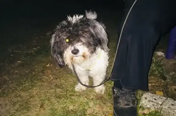 Пропала собака Бим в пос. Красная Горка, Нижегородская область.