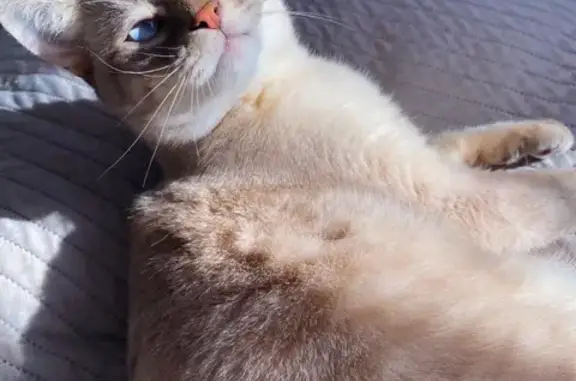 Кошки потеряшки, Ярославль, фото: Потеряшка кошка 